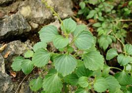 小洋紫蘇 小洋紫蘇