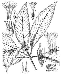 長花腺萼木（原變型）