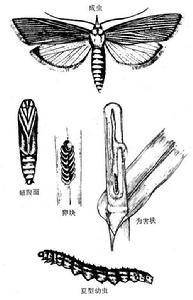 （圖）小蔗螟