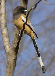 棕腹樹鵲 棕腹樹鵲