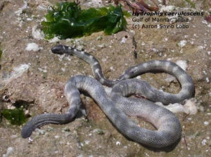 青灰海蛇 青灰海蛇