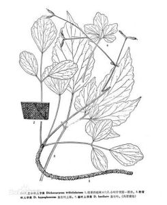 三小葉人字果 三小葉人字果