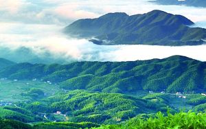 麻溪黑茶 麻溪黑茶