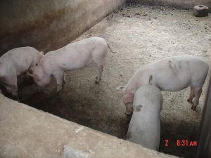 龍里自然村養殖業