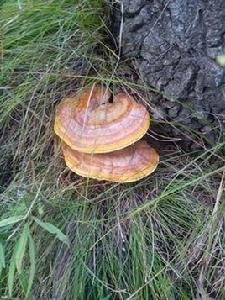 野生靈芝 野生靈芝