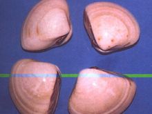 貝類的各種圖片