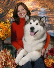 阿拉斯加雪橇犬