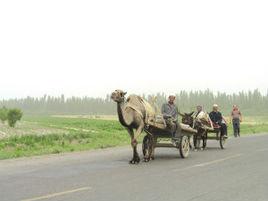 駱駝車 駱駝車
