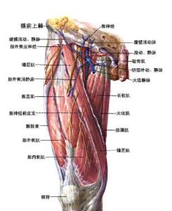 收肌腱裂孔 收肌腱裂孔