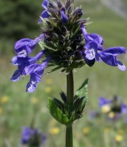 康藏荊芥系 康藏荊芥系