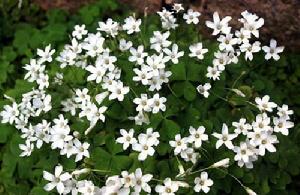 白花酢漿草 白花酢漿草