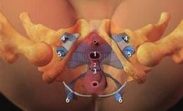 陰道壁膨出 陰道壁膨出