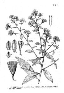 絹毛異裂菊 絹毛異裂菊