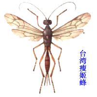 台灣瘦姬蜂
