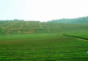 火廠坪鎮 火廠坪鎮