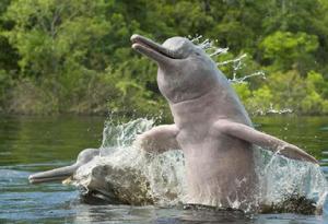 亞馬遜粉海豚