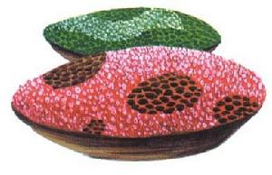 盤形古杯動物 盤形古杯動物