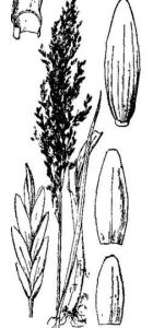 假鼠婦草 假鼠婦草