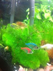 七彩玻璃魚 七彩玻璃魚