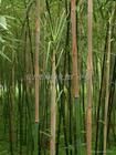粉綠竹 粉綠竹