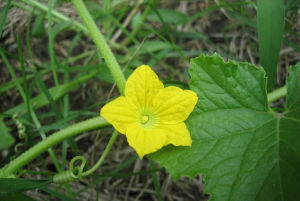 甜瓜花[甜瓜花]