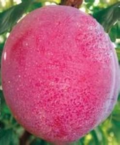 美國蛇李 美國蛇李