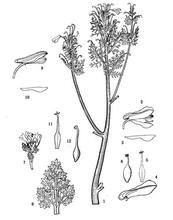 拉薩黃堇 拉薩黃堇