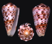 彩虹芋螺 彩虹芋螺