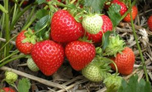 上海勝利草莓園 上海勝利草莓園