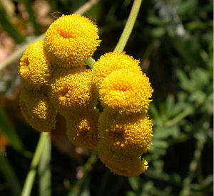 密絨亞菊 密絨亞菊