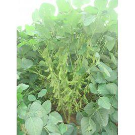 冀豆12號 冀豆12號