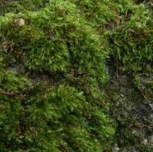 台灣小錦蘚 台灣小錦蘚