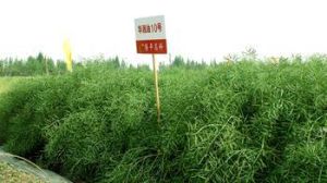 亞華油10號 亞華油10號