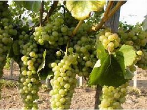 塔馬薩羅曼尼斯卡