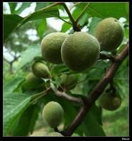 離核毛桃 離核毛桃