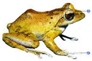 壯溪樹蛙