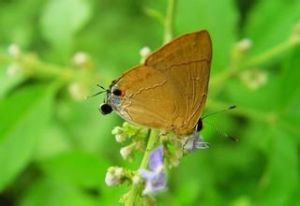 高沙子燕灰蝶 高沙子燕灰蝶