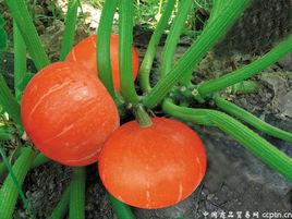 紅金寶南瓜 紅金寶南瓜