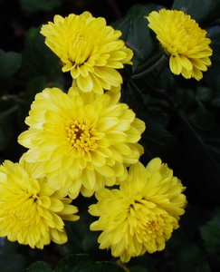 小匹菊組 小匹菊組