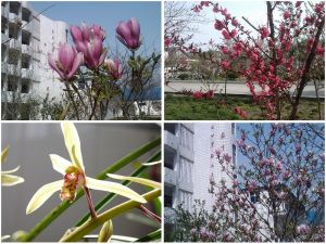 安徽省蚌埠市第三中學