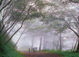 觀霧森林遊樂區