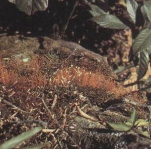 東亞扁枝蘚 東亞扁枝蘚