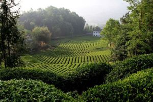 觀光茶園 觀光茶園