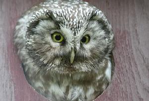 鬼鴞指名亞種 鬼鴞指名亞種