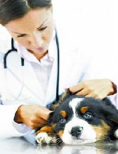 寵物藥品 寵物藥品