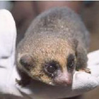 侏儒狐猴：長得很小，只有手掌般大
