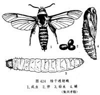 楊乾透翅蛾 楊乾透翅蛾