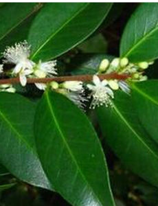 尖連蕊茶根 尖連蕊茶根