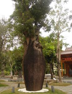 昆士蘭瓶樹 昆士蘭瓶樹