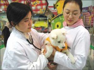 寵物節日病 寵物節日病